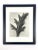 1940s 1940s Framed Botanical Blossfeldt Print - No. 81 For Sale - Image 5 of 5
