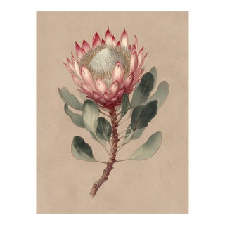6" X 8" King Protea - Original Botanical Floral Watercolor & Pencil Fine Art Print /Herbarium For Sale