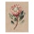 6" X 8" King Protea - Original Botanical Floral Watercolor & Pencil Fine Art Print /Herbarium For Sale
