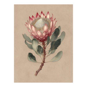 6" X 8" King Protea - Original Botanical Floral Watercolor & Pencil Fine Art Print /Herbarium