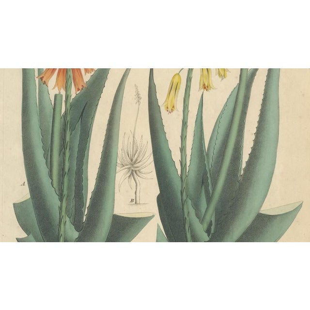 Aloe Socotrina & Aloe Vulgaris, 1800s, Paper For Sale - Image 4 of 9