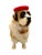 This vintage custom-made French St. Bernard dog figurine is a perfect addition to any collector's assortment. The soft,...