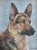 German Shepard Dog Portrait Oil Painting Including the Antiqued Gold Wood Frame For Sale - Image 4 of 7