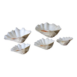 Set of 5 Large Natural Nautical Seashells | Coastal Beach House Decor | Organic Sculptural Display For Sale