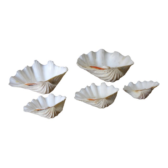 Set of 5 Large Natural Nautical Seashells | Coastal Beach House Decor | Organic Sculptural Display For Sale
