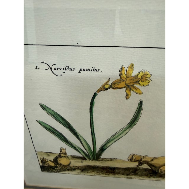 Soicher-Marin Daffodil Botanical Art Print, Pair For Sale In San Francisco - Image 6 of 12