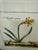 Soicher-Marin Daffodil Botanical Art Print, Pair For Sale In San Francisco - Image 6 of 12