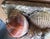 Vintage Coastal Seashell Wall Mirror – Handcrafted Shell Art For Sale - Image 9 of 10