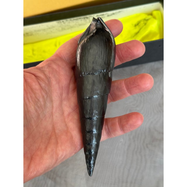 Drawing/Sketching Materials Graphite Shell Sculpture by Agelio Batle For Sale - Image 7 of 10