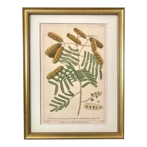 Antique Large Botanical Print Acacia Tree by Phillip Miller London 1759