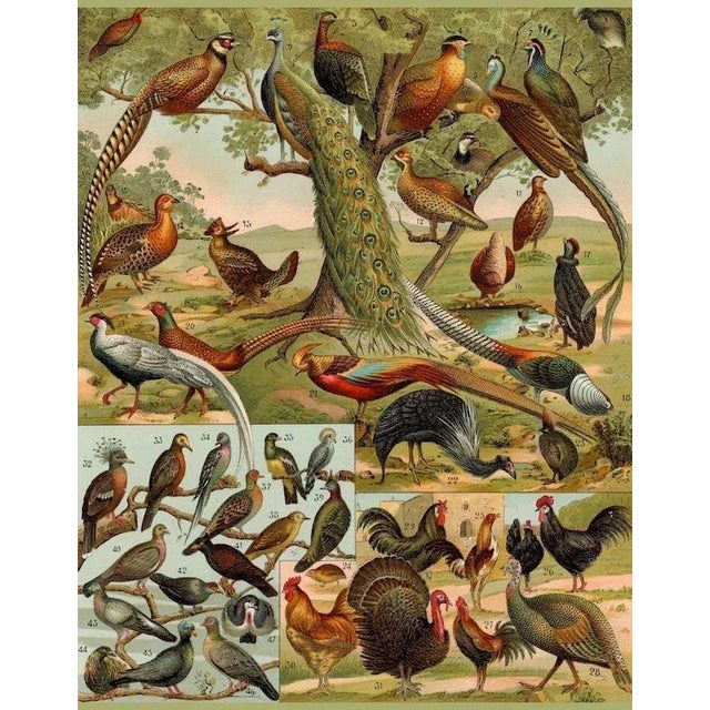 Farmhouse Reproduction of an Antique 'World Birds' Wall Hanging For Sale - Image 3 of 9