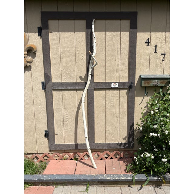 Real white birch branch cut from the Treasure Valley, ID (2013), trimmed to perfection, height at 78 1/2" with 12" wide...