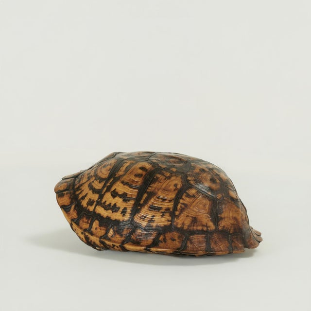 Antique organic box turtle shell or carapace with its distinctive variegated color patterns and texture.