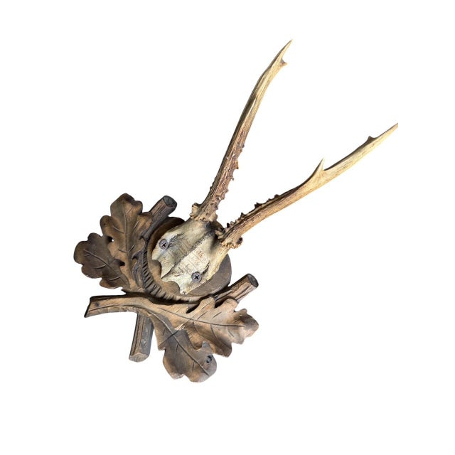 Cabin Roe Deer Trophy 221 Black Forest Antlers Mount For Sale - Image 3 of 7