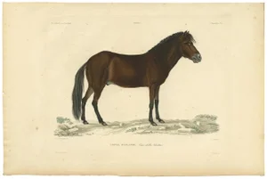 M. Paul Gaimard, Icelandic Horse, 1842, Paper