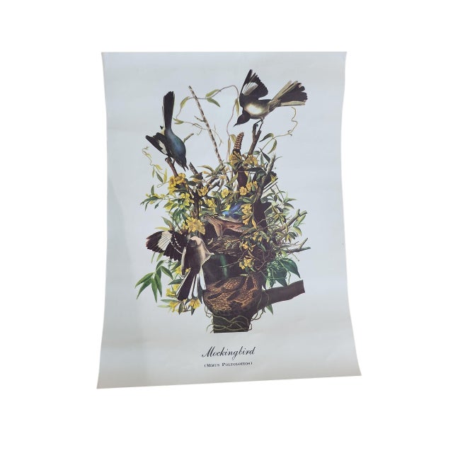 Vintage Audubon Birds of America Prints - Set of 14 For Sale - Image 15 of 15