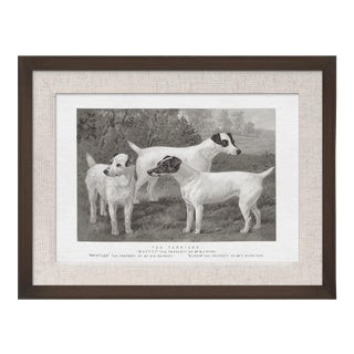 Cassell Dogs; Fox Terrier, Framed Artwork For Sale