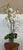 Design Plus Gallery presents a Floral Arrangement of White Orchids in a Vase. This realistic looking arrangement has the...