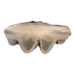 Lombok Clam Shell, Resin