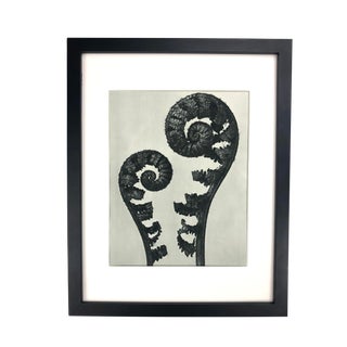 Framed Antique Photogravure Blossfeldt Botanical Print - No. 56 For Sale