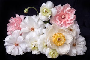 Whispers of Spring Contemporary Photograph