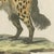 Paper Bertuch, Cross Fox and Spotted Hyena, 1812, Print For Sale - Image 7 of 12