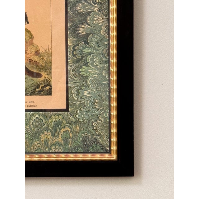 Set of Nine Gotthilf Von Schubert Natural History Chromolithographs For Sale - Image 14 of 17