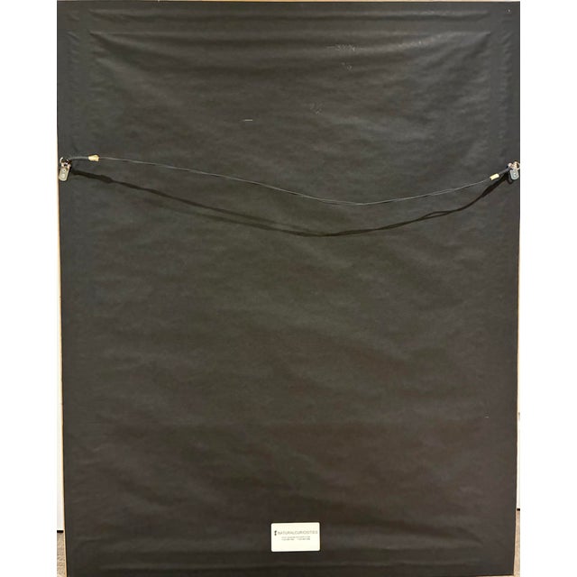 Oversized Natural Curiosities Harvey Seaweeds Botanical Print – Framed For Sale In Charlotte - Image 6 of 7
