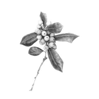Black and White Holly Photo by Garo 1970s For Sale