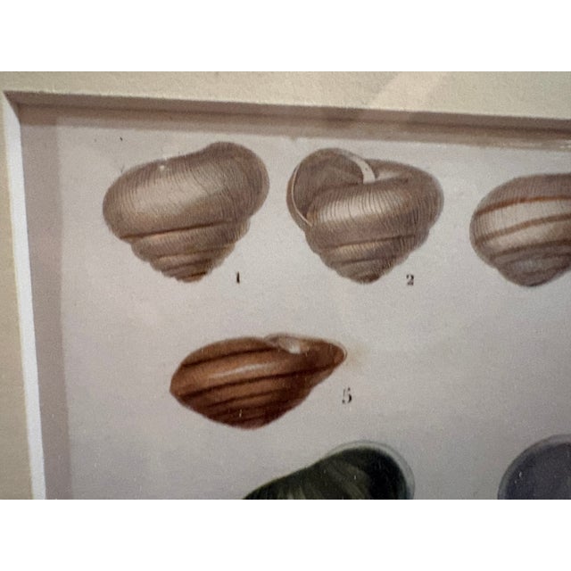 Framed 19th C Hand Colored Engravings of Insects, Reptiles and Shells For Sale - Image 17 of 17