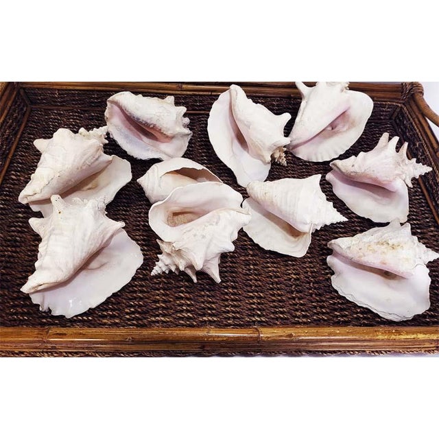 Large Vintage Queen Conch Shells - Collection of 10 Add an instant touch of classic coastal charm to your space with this...