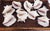Large Vintage Queen Conch Shells - Collection of 10 Add an instant touch of classic coastal charm to your space with this...