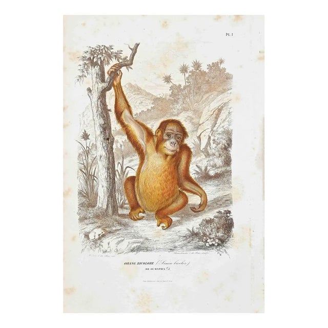 Paul Gervais, Orang Bicolore, Original Lithograph, 1854 For Sale
