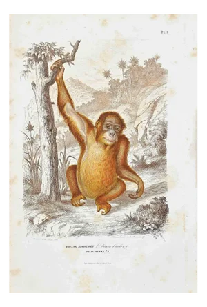 Paul Gervais, Orang Bicolore, Original Lithograph, 1854