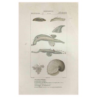 Pierre Jean François Turpin, Inferobranchi, Etching, 1831 For Sale