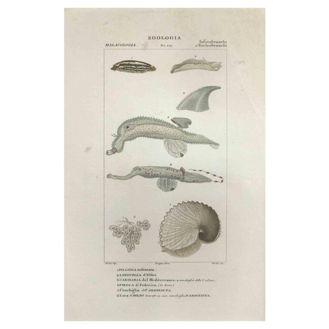 Pierre Jean François Turpin, Inferobranchi, Etching, 1831 For Sale