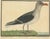 Eleazar Albin, The Great Black and White Gull, 1735, Hand-Colored Engraving For Sale