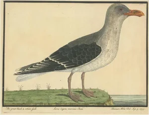 Eleazar Albin, The Great Black and White Gull, 1735, Hand-Colored Engraving