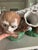 Antique Pair of Early Export Chinoiserie Ceramic Monkey Vase/Candlestick Holders For Sale In San Francisco - Image 6 of 12