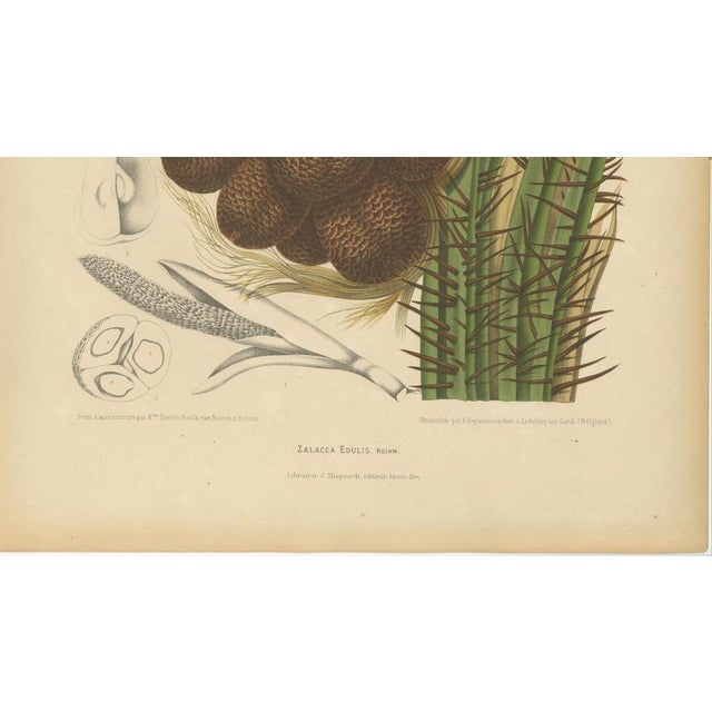 Paper Hoola van Nooten, Salak Palm Botanical, 1880, Chromolithograph For Sale - Image 7 of 10