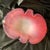 Hollywood Regency Archimede Seguso Murano "Alabastro" Art Glass Bowl Catchall Opalescent Pink and White For Sale - Image 3 of 5