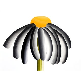 Original Contemporary Painting of Floral Botanical Black and White Daisy Collage on Paper For Sale
