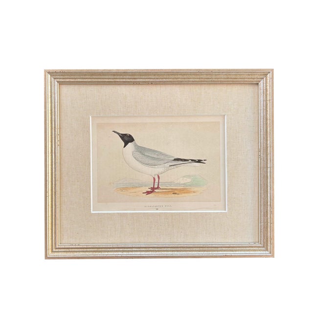19th Century English Bird Engravings by Alexander Francis Lydon, Set 12 For Sale - Image 11 of 18