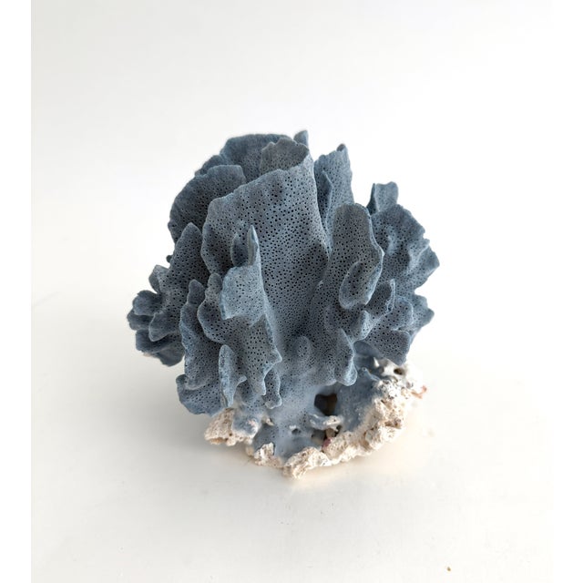 Chinoiserie Natural Blue Coral Specimen Coastal Decor For Sale - Image 3 of 6