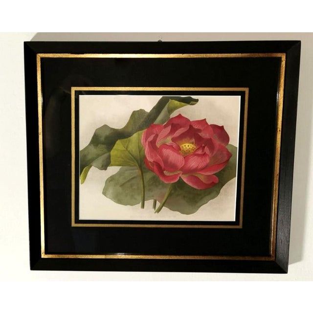Framed Botanical Chromolithographic Prints England 1870 1880
