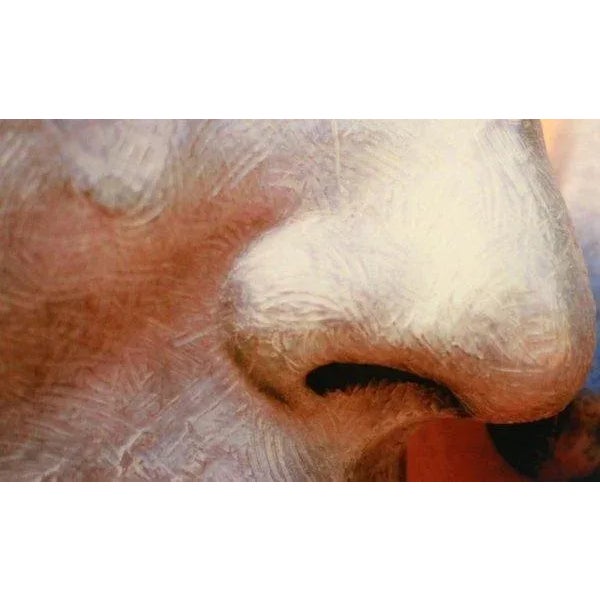 2010 "Lips" Color Photograph on Digital Paper by Maria Grazia Facciolà For Sale - Image 4 of 10