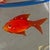 Glass Vintage Murano Fish Inside Bag Blue Ribbon Art Glass Paperweight Trinket Holder Desk Art Original Label For Sale - Image 7 of 11