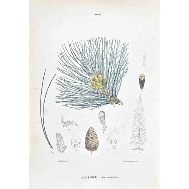 Lithograph hand watercolored. Plate from "Atlante di Botanica popolare ossia Illustrazione di Piante Notevoli di ogni...