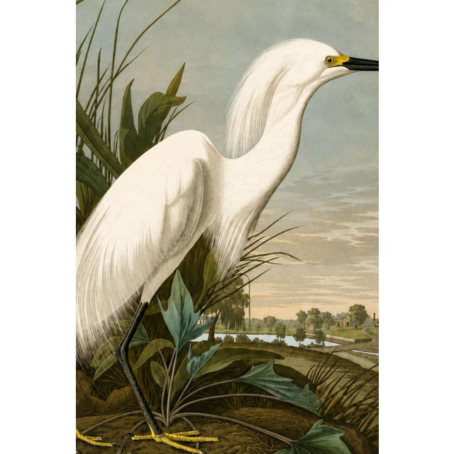 A graceful study of a Snowy Heron rendered from John James Audubon's celebrated Birds of America collection. Originally...