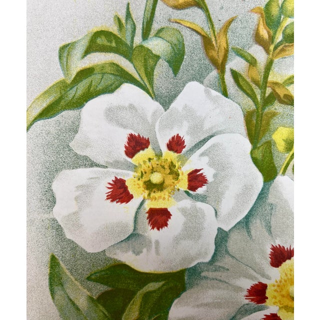 Antique Botanical Print From England Showcasing a White Flowering Gum Citrus Flower With Green Foliage - Circa 1893 For Sale - Image 4 of 12